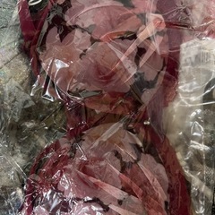 Reinest】ブラジャーその他いろいろいろの画像