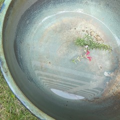 水鉢大
の画像