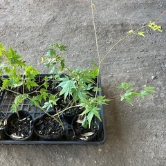 もみじ　紅葉　苗木　苗　小さめ　13個の画像