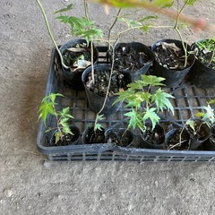 もみじ　紅葉　苗木　苗　小さめ　13個の画像