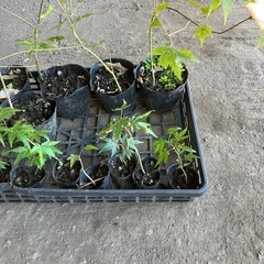 もみじ　紅葉　苗木　苗　小さめ　13個の画像