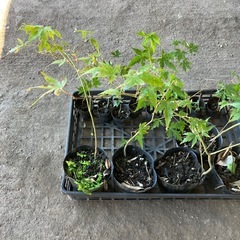 もみじ　紅葉　苗木　苗　小さめ　13個の画像