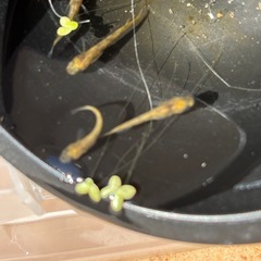 和墨赤虎メダカの画像