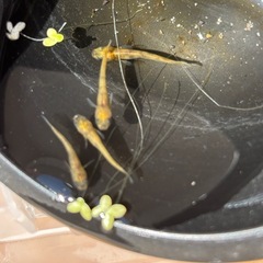 和墨赤虎メダカの画像