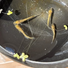 和墨赤虎メダカの画像