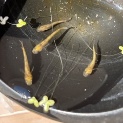 和墨赤虎メダカの画像