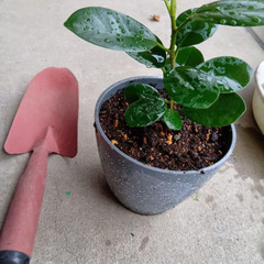 沖縄産　丸葉　パンダガジュマル　挿し木苗　鉢ごとの画像