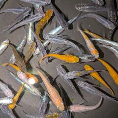 ●　２３６　メダカ　５０匹+α　ラメ　２色　他　めだかの画像