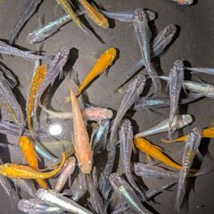 ●　２３６　メダカ　５０匹+α　ラメ　２色　他　めだかの画像