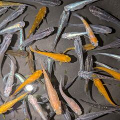 ●　２３６　メダカ　５０匹+α　ラメ　２色　他　めだかの画像