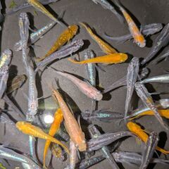 ●　２３６　メダカ　５０匹+α　ラメ　２色　他　めだかの画像