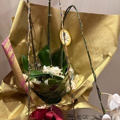 胡蝶蘭　株　鉢の画像