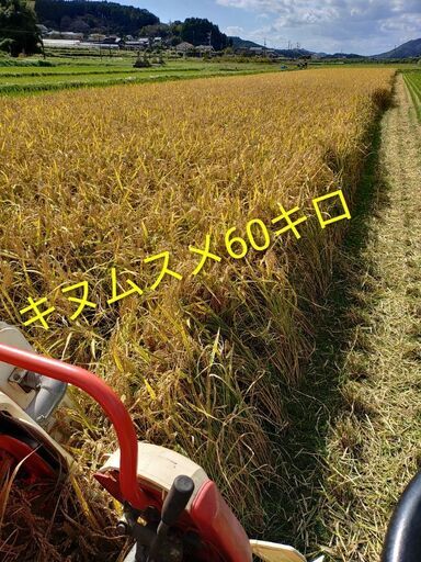 キヌムスメ玄米60キロ