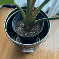 オーガスタ　男前な植木鉢カバーの画像