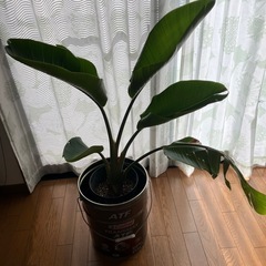 オーガスタ　男前な植木鉢カバーの画像