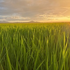 【11月２日(日)限定】7年産新潟コシヒカリ精米5kg（引取当日に精米します）の画像