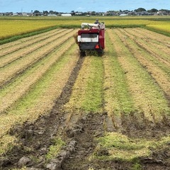 【11月２日(日)限定】7年産新潟コシヒカリ精米5kg（引取当日に精米します）の画像