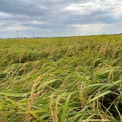 【11月２日(日)限定】7年産新潟コシヒカリ精米5kg（引取当日に精米します）の画像