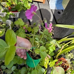 オキザリスボーヴィ　ポット植の画像