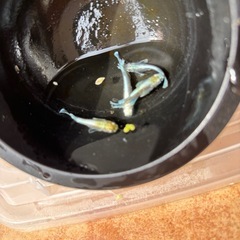 エメキンメダカの画像