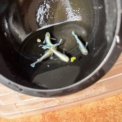 エメキンメダカの画像