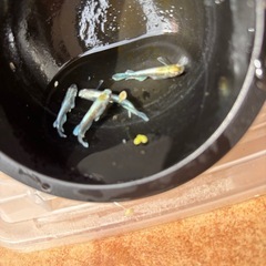 エメキンメダカの画像