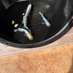 エメキンメダカの画像