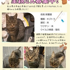 保護猫ちゃん！里親募集です