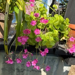 オキザリスボーヴィ　ポット植の画像