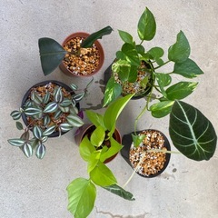 植物🪴9点セットの画像