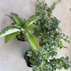 植物🪴9点セットの画像