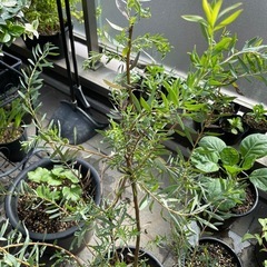 リューカデンドロン クリームデライト の画像