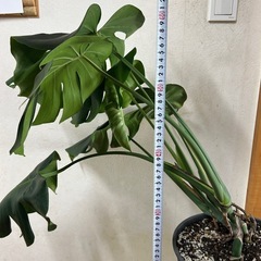 モンステラ
の画像