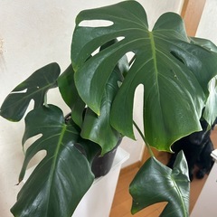 モンステラ
の画像