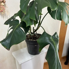 モンステラ
の画像