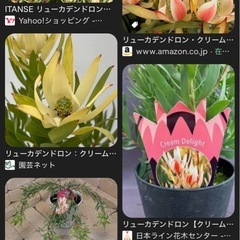 リューカデンドロン クリームデライト の画像