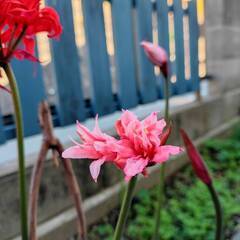 （お話し中）ダイヤモンドリリー　オレンジとピンクの2色・全5球・今から咲きます！！の画像