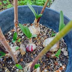 （お話し中）ダイヤモンドリリー　オレンジとピンクの2色・全5球・今から咲きます！！の画像