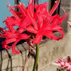 （お話し中）ダイヤモンドリリー　オレンジとピンクの2色・全5球・今から咲きます！！の画像