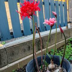 （お話し中）ダイヤモンドリリー　オレンジとピンクの2色・全5球・今から咲きます！！の画像