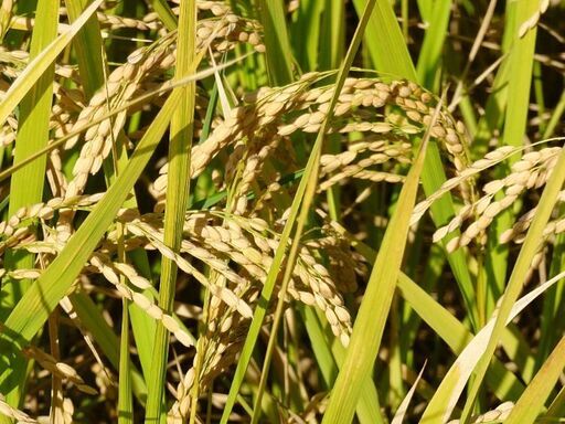 令和7年 自家栽培 減農薬 新米 ヒノヒカリ 玄米30kg D