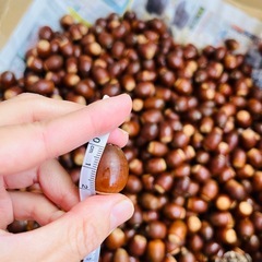 【数量限定】奈良県産 大粒 どんぐり 木の実 1キロ リース 飾り クリスマスの画像