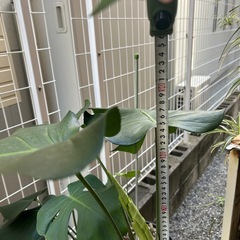 モンステラの画像