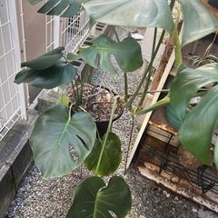 モンステラの画像