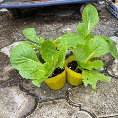 野菜苗 各種の画像