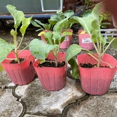 野菜苗 各種の画像