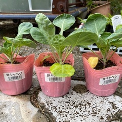 野菜苗 各種の画像