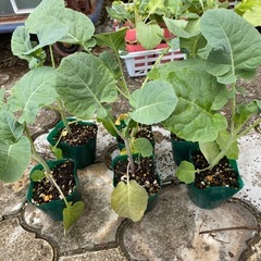 野菜苗 各種の画像