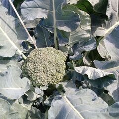 🥦新鮮ブロッコリーおゆずりしますの画像