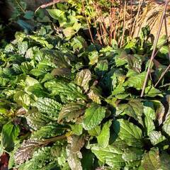 アジュガたくさんあります！！人気のグランドカバーの画像